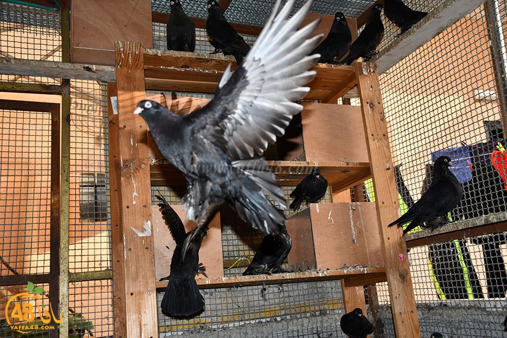 zohdi 3ashoor (69).jpeg